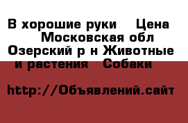 В хорошие руки  › Цена ­ 1 - Московская обл., Озерский р-н Животные и растения » Собаки   